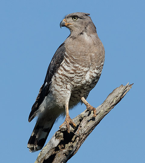 Southern Banded Snake Eagle
